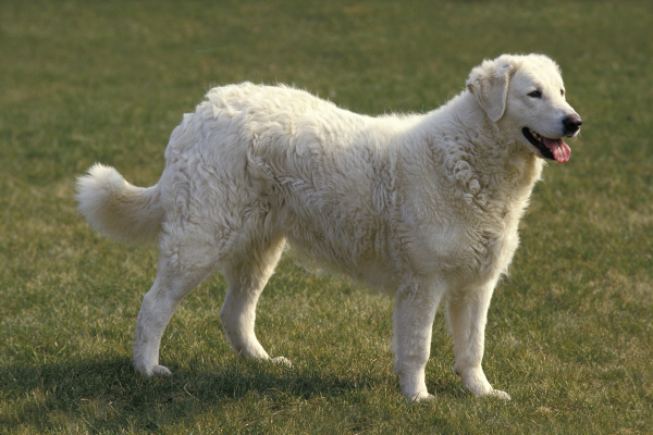 kuvasz